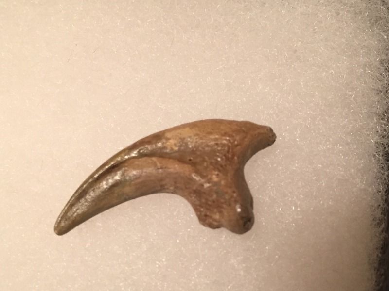 deinonychus claw for sale